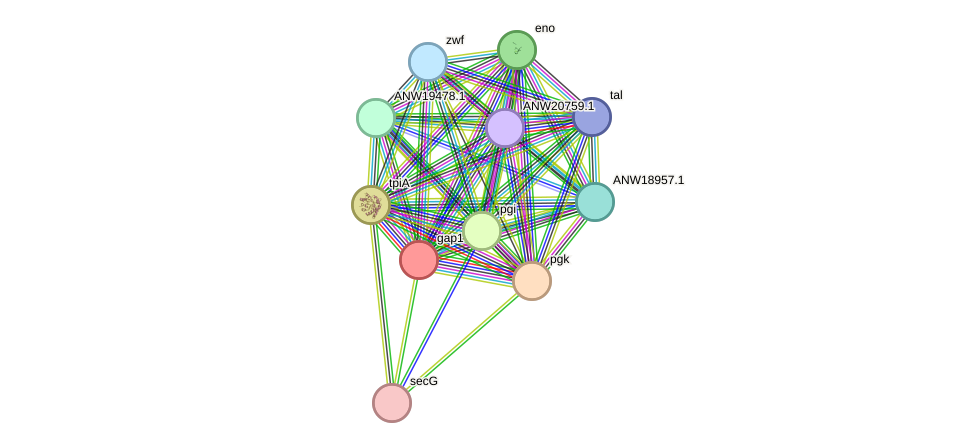 STRING protein interaction network