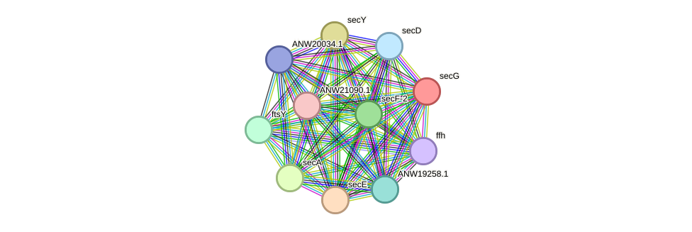 STRING protein interaction network