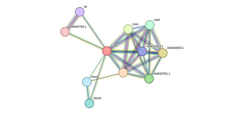 STRING protein interaction network