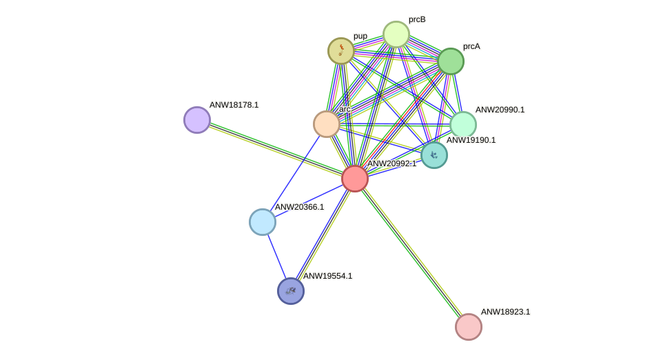STRING protein interaction network
