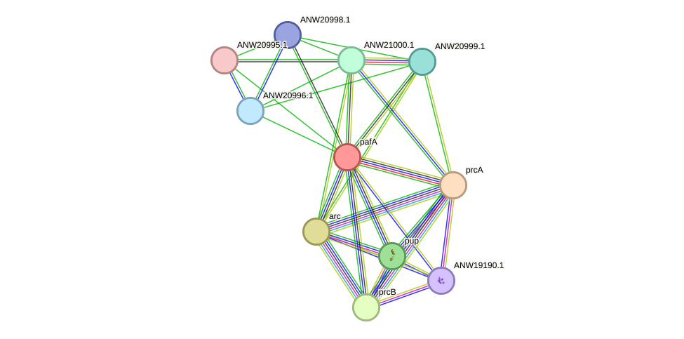 STRING protein interaction network