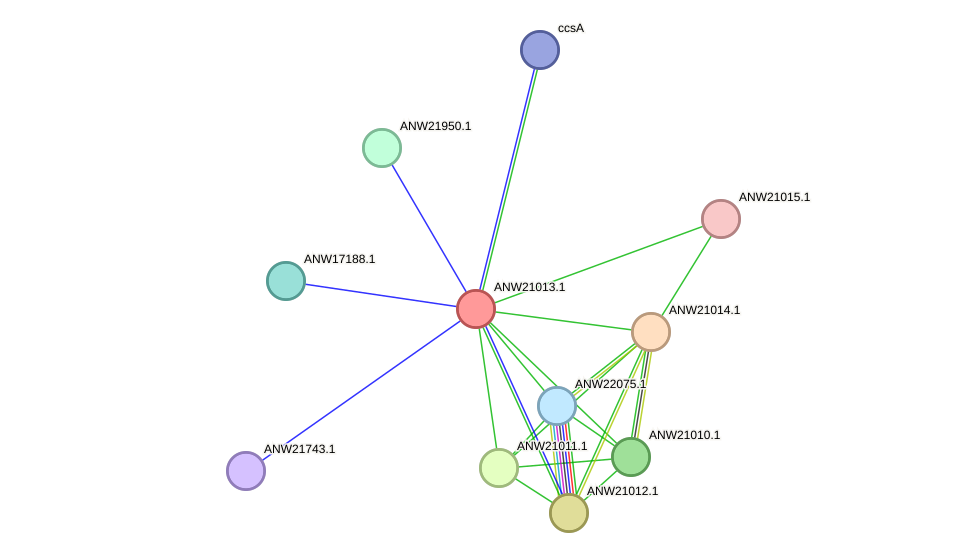 STRING protein interaction network