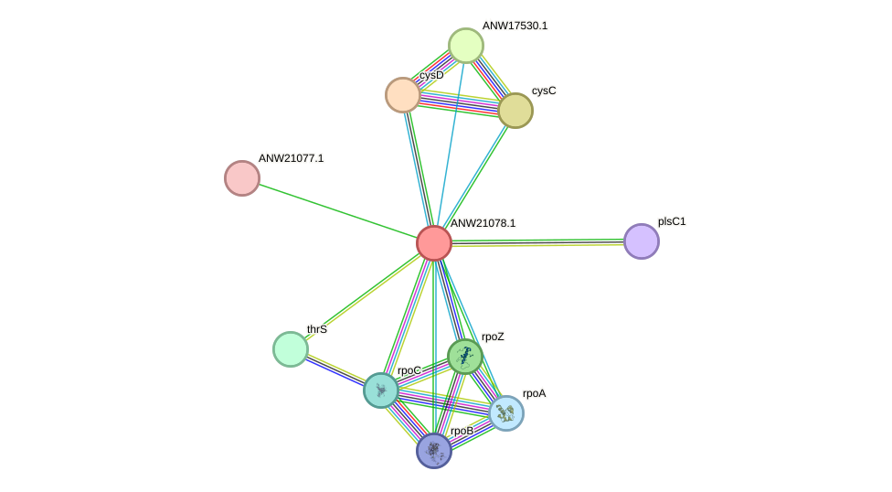 STRING protein interaction network