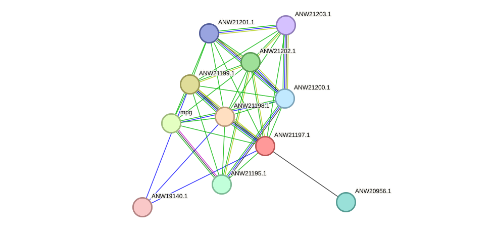 STRING protein interaction network