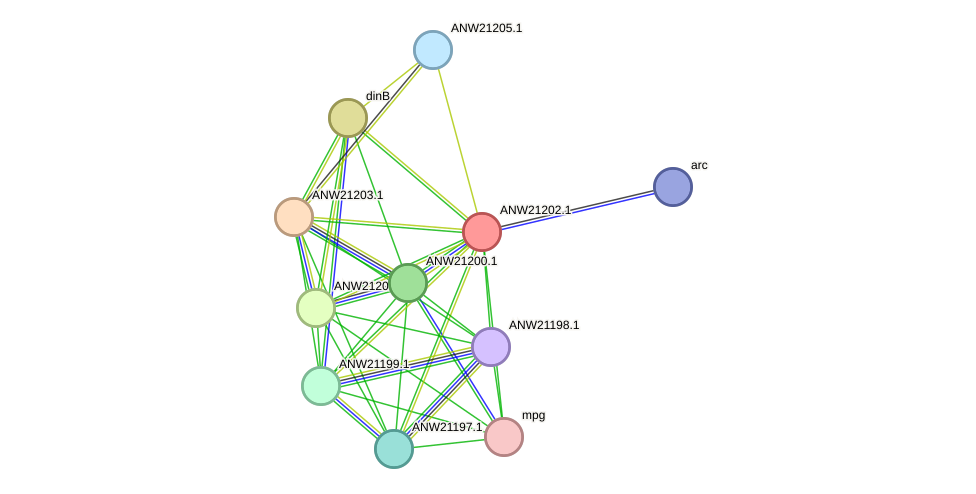 STRING protein interaction network