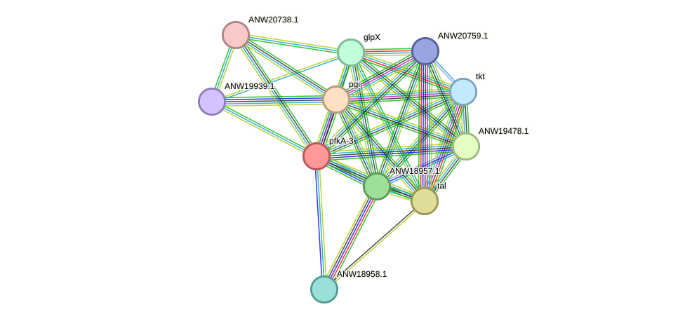 STRING protein interaction network
