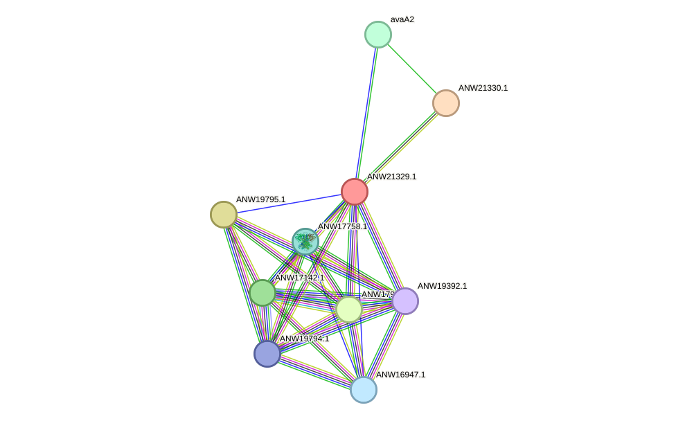 STRING protein interaction network