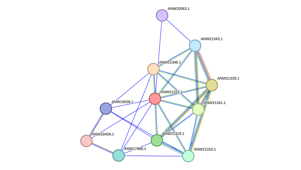 STRING protein interaction network