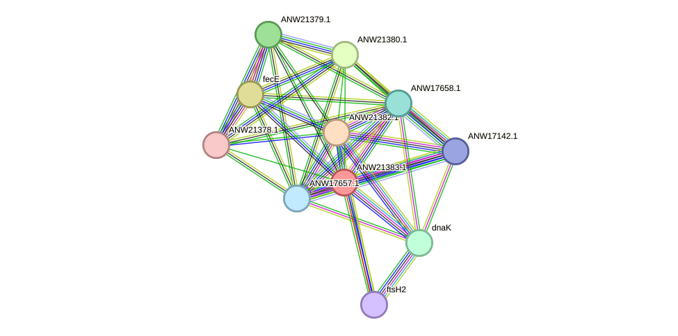 STRING protein interaction network
