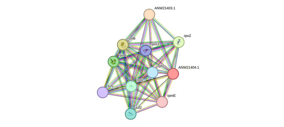 STRING protein interaction network
