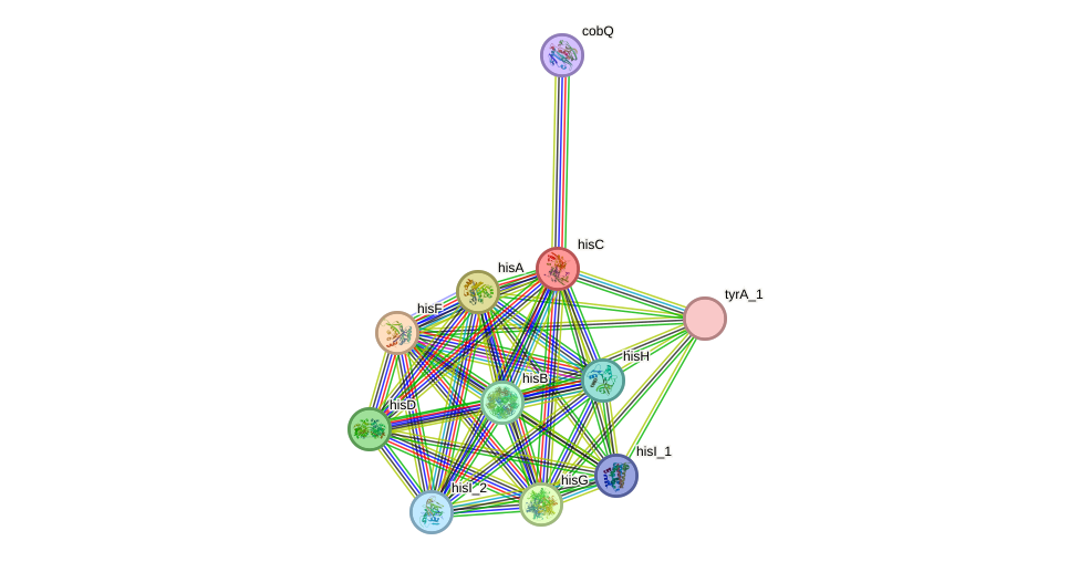 STRING protein interaction network