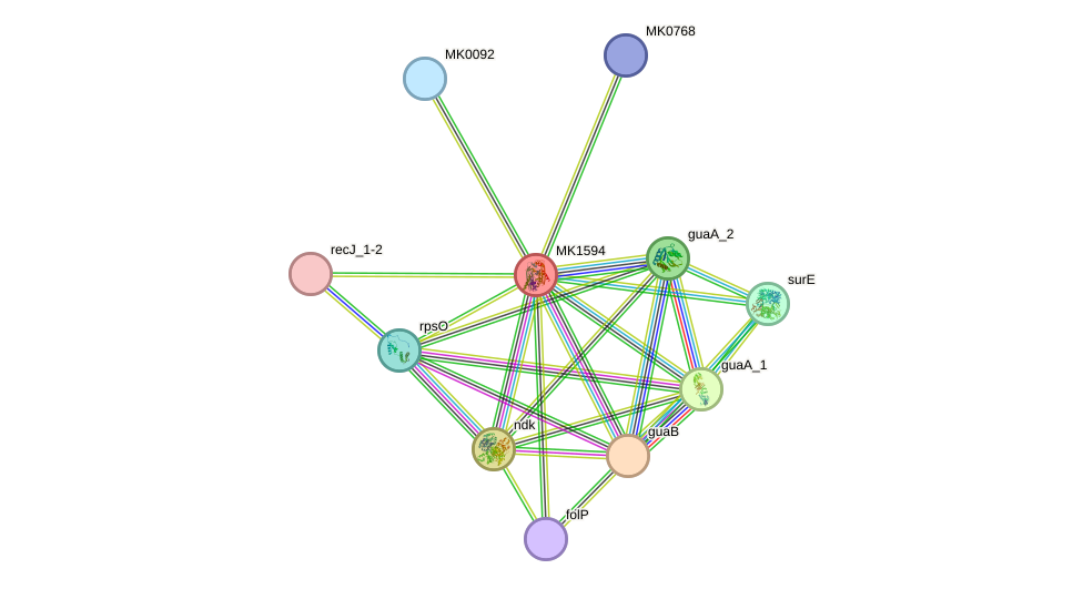 STRING protein interaction network