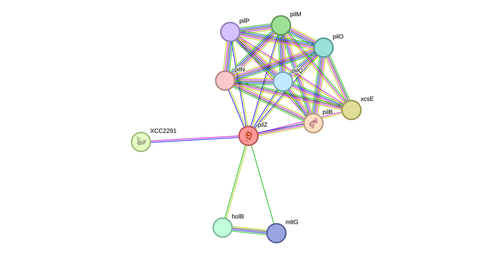 STRING protein interaction network