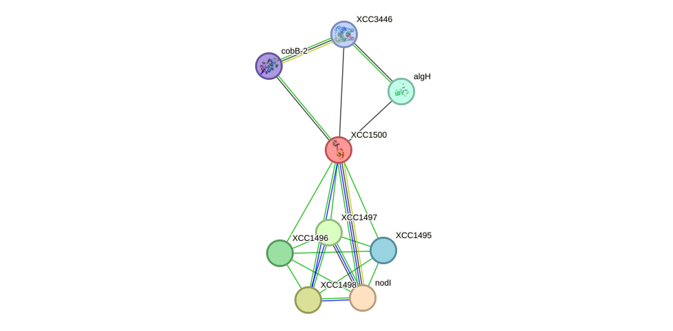 STRING protein interaction network