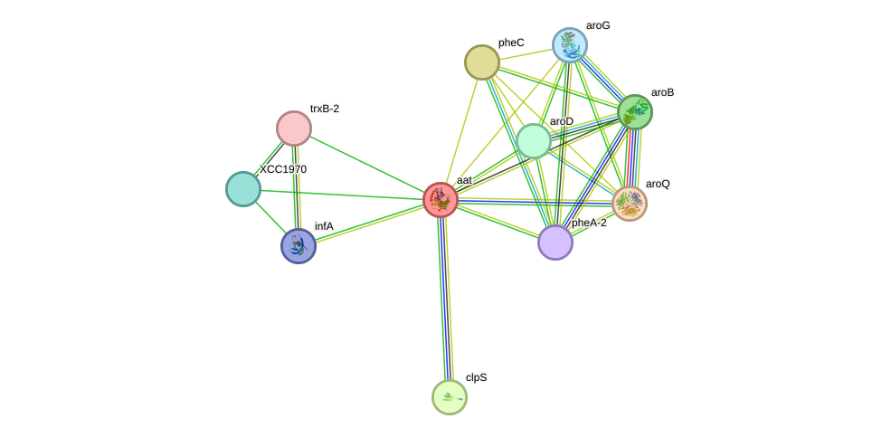 STRING protein interaction network