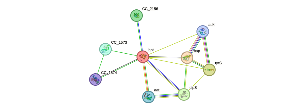 STRING protein interaction network