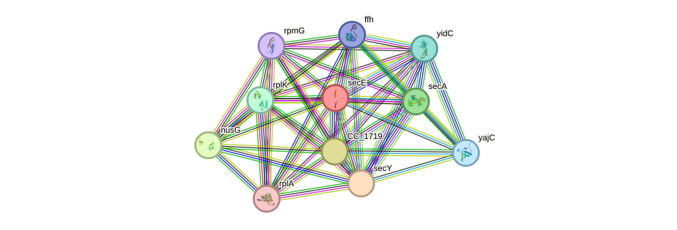 STRING protein interaction network