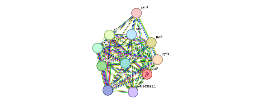 STRING protein interaction network