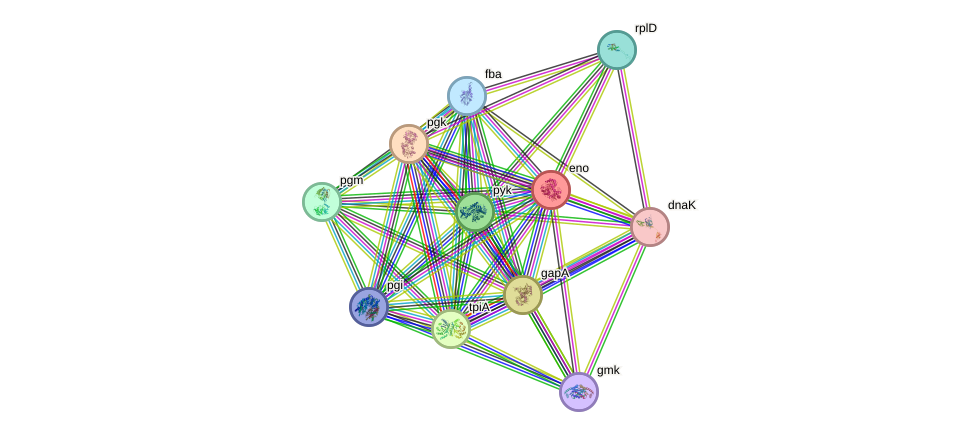 STRING protein interaction network