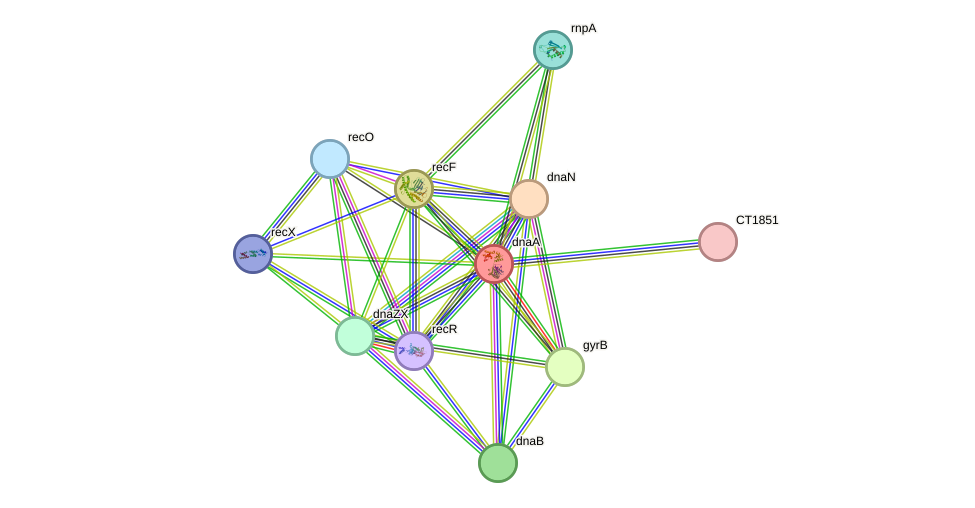 STRING protein interaction network