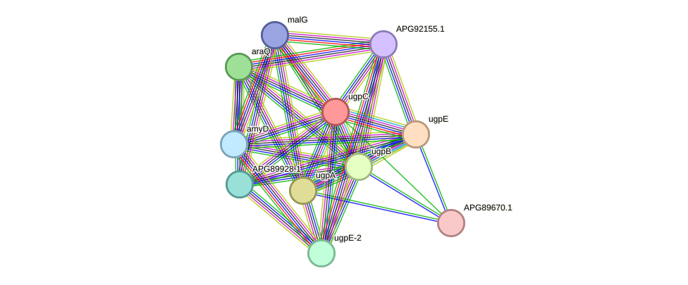 STRING protein interaction network
