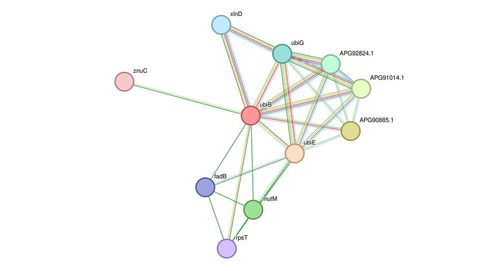 STRING protein interaction network