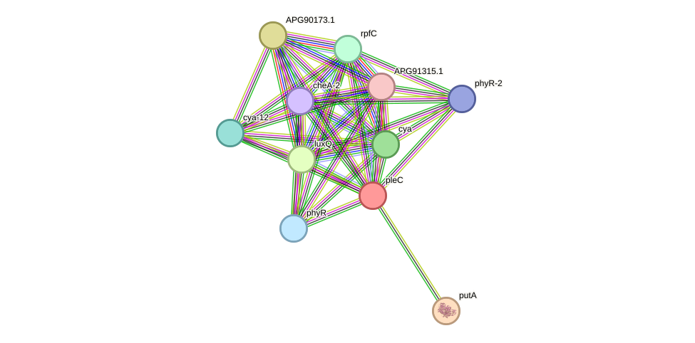 STRING protein interaction network