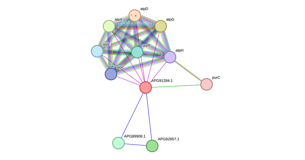 STRING protein interaction network