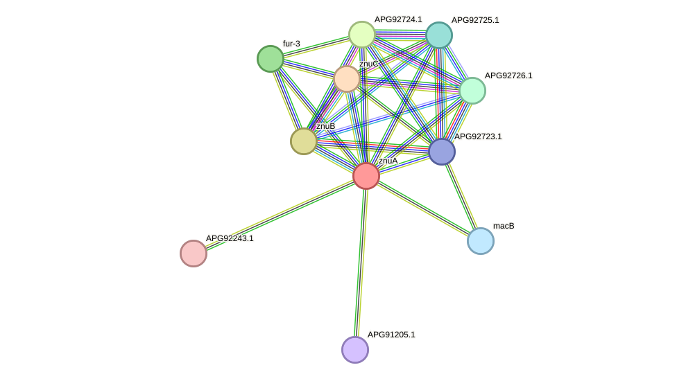 STRING protein interaction network
