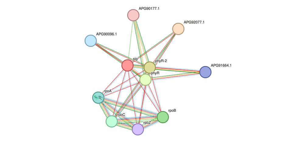 STRING protein interaction network