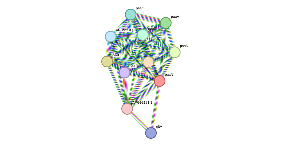 STRING protein interaction network