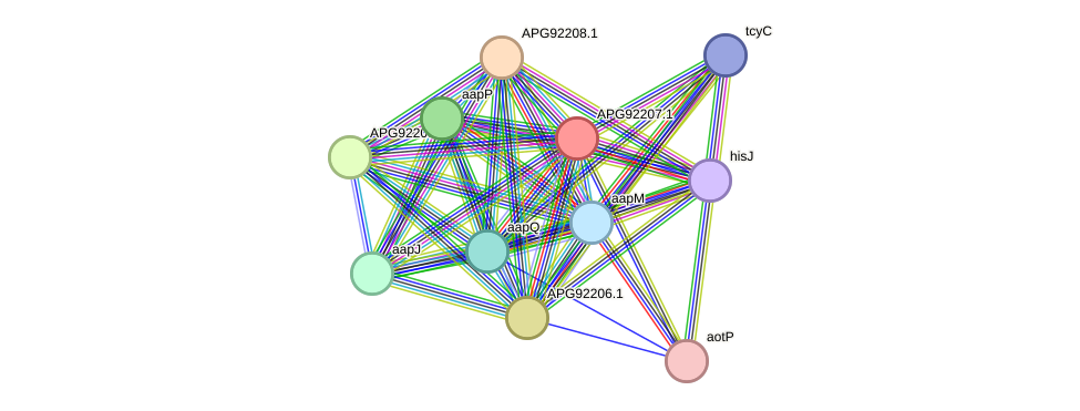 STRING protein interaction network