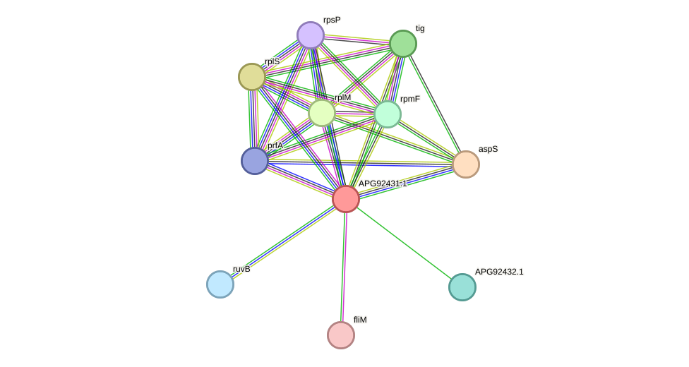 STRING protein interaction network