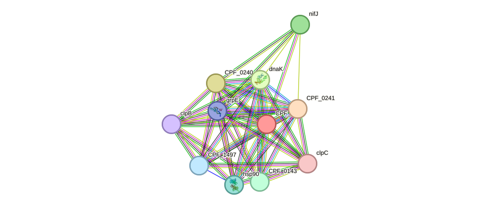 STRING protein interaction network