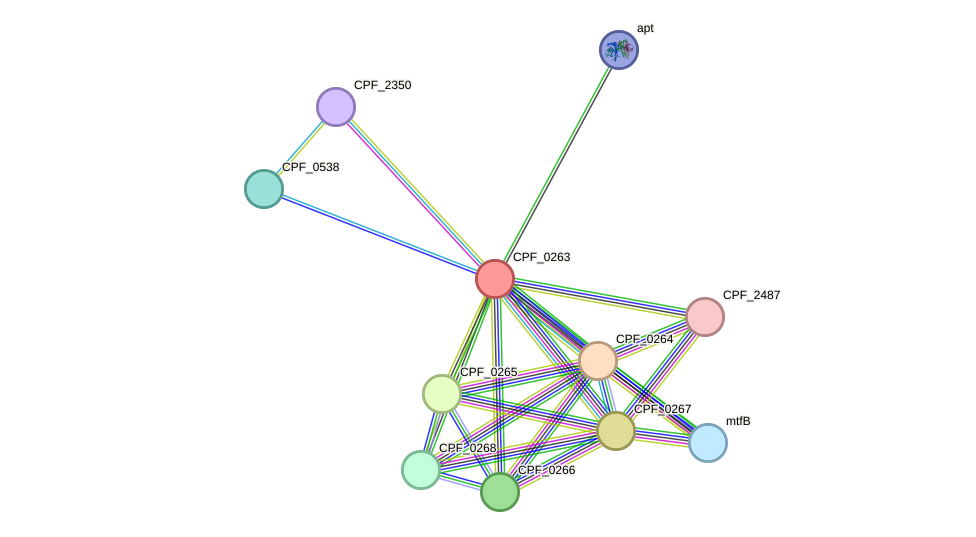 STRING protein interaction network