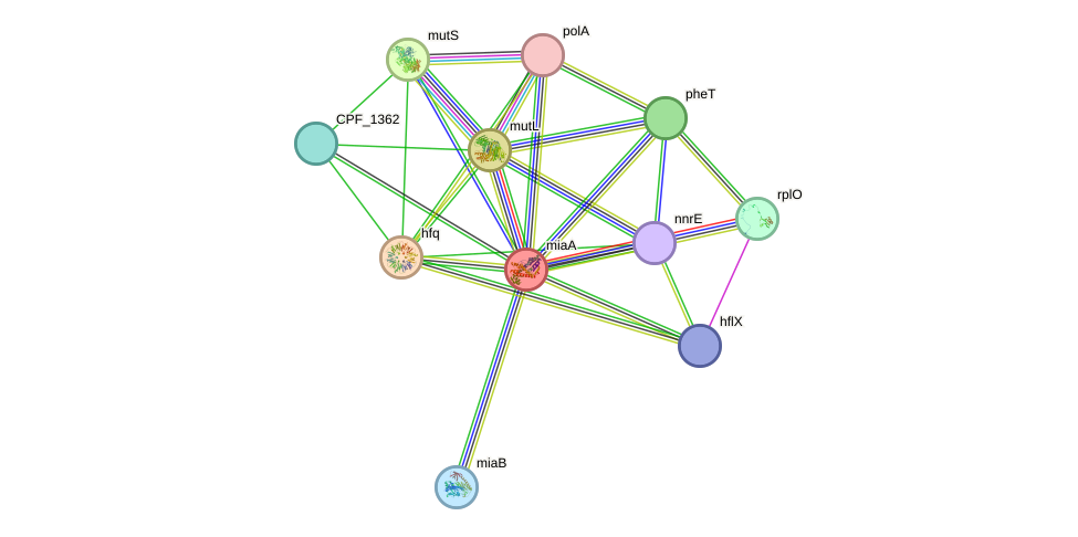 STRING protein interaction network