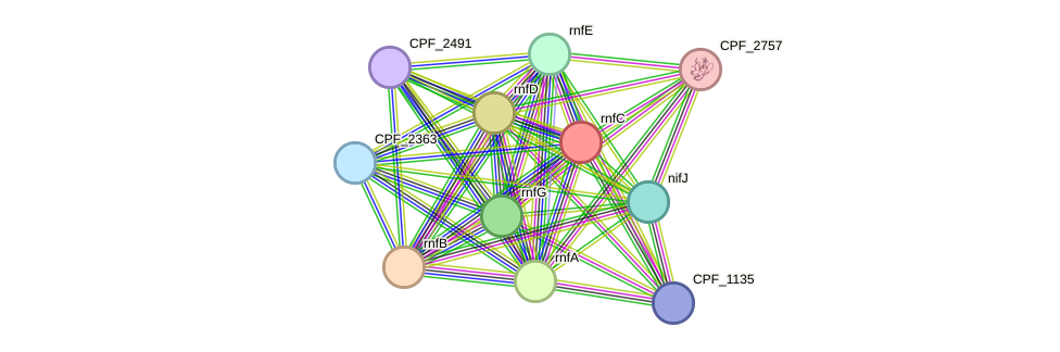 STRING protein interaction network
