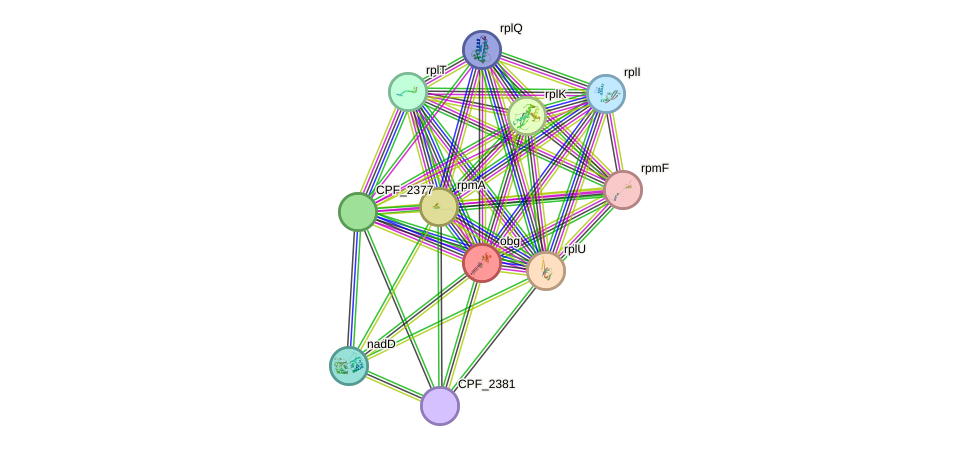 STRING protein interaction network