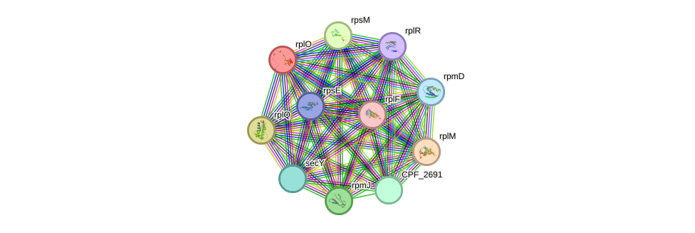 STRING protein interaction network