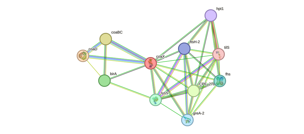 STRING protein interaction network