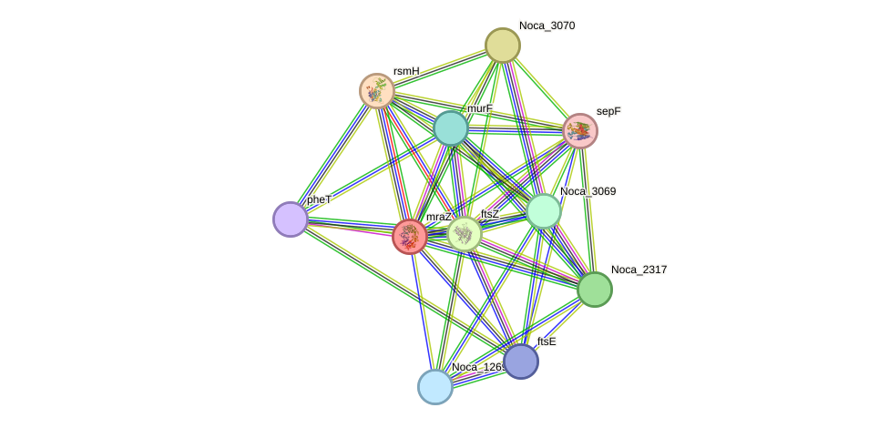 STRING protein interaction network