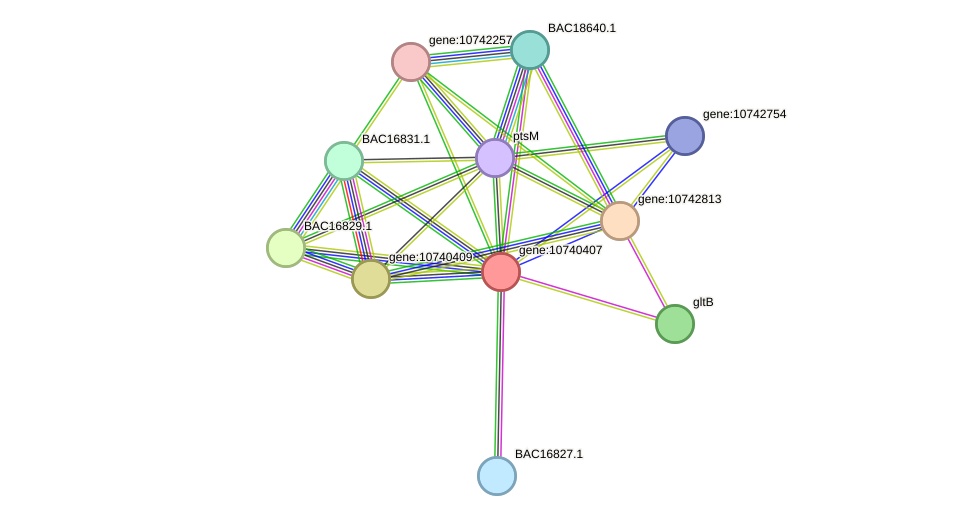 STRING protein interaction network
