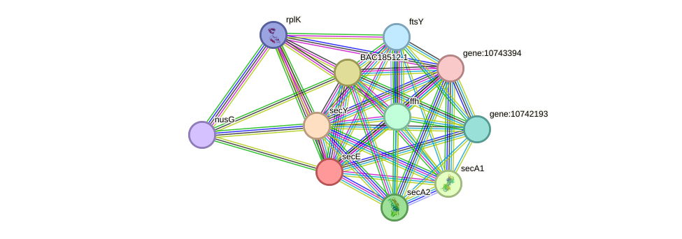 STRING protein interaction network