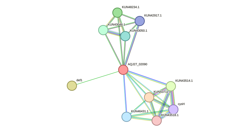STRING protein interaction network