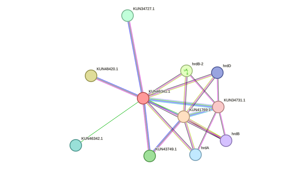STRING protein interaction network