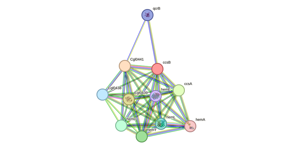 STRING protein interaction network