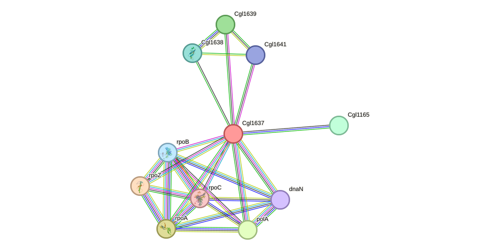 STRING protein interaction network