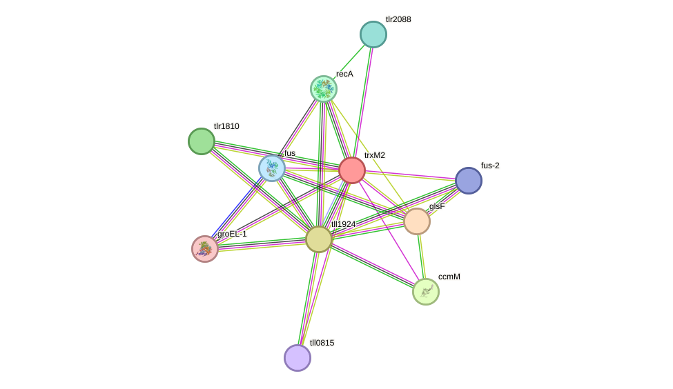 STRING protein interaction network