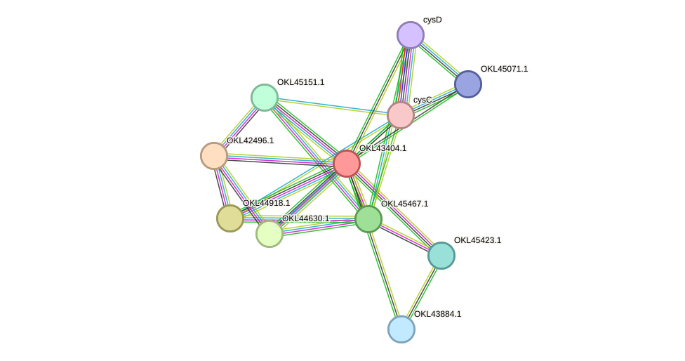 STRING protein interaction network