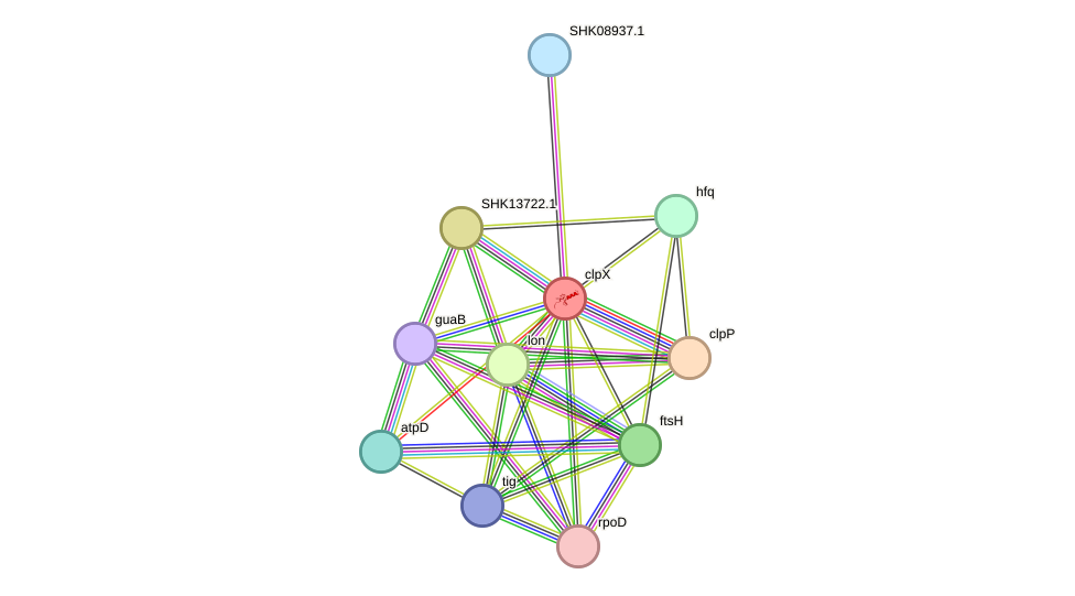 STRING protein interaction network